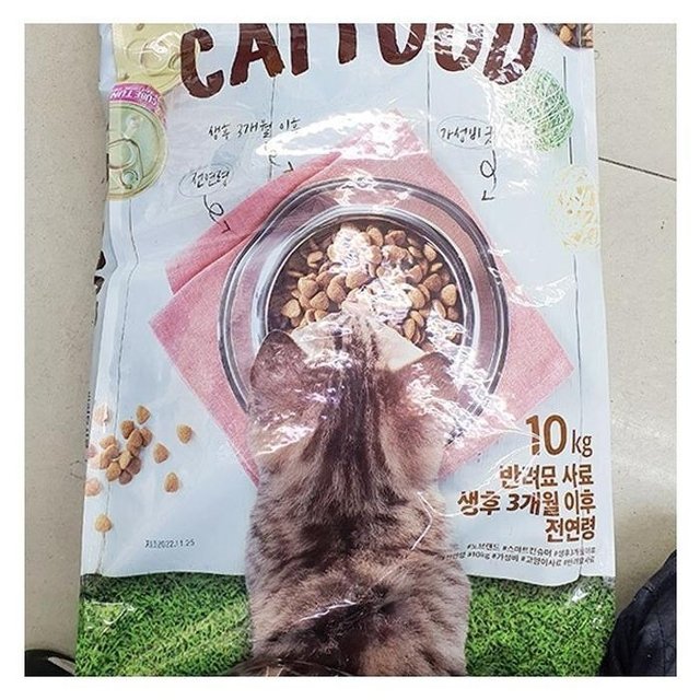 캣 푸드 반려묘 사료 (성묘용) 10kg x 1개 75972