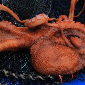 [요리조리]국내산 여수 통영 돌문어 1kg 1-3미 내외