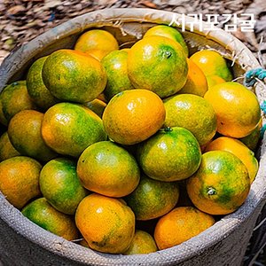 제주직송 하우스감귤 2kg(9-13수) L-2L(박스제외중량)