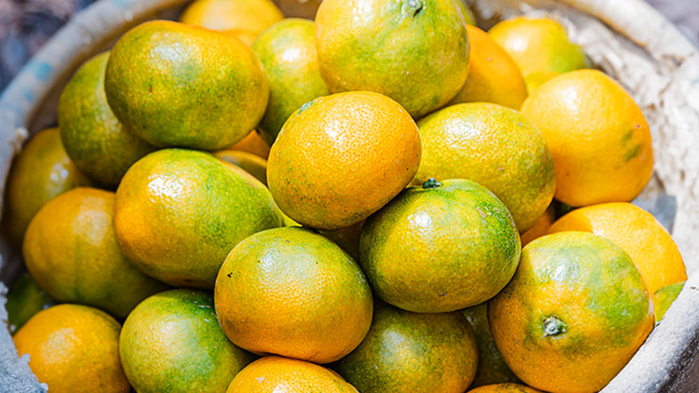 하우스감귤이미지