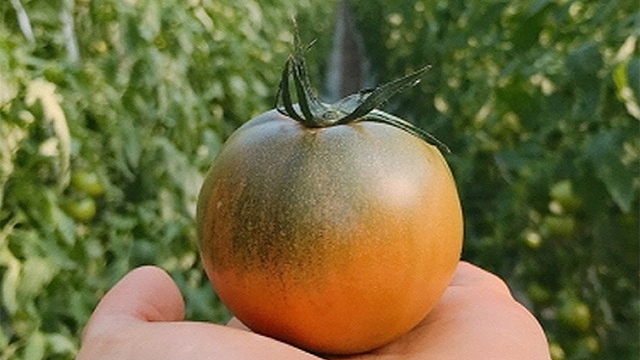 [제철과일] 대저토마토 흑대추방울토마토 특가